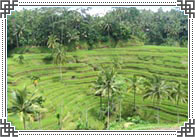 Rice Terraces Ubud Rice Terraces Ubud